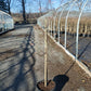 PRUNUS X `ELBERTA` PEACH