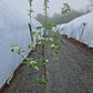 MALUS `HONEYCRISP` (APPLE)