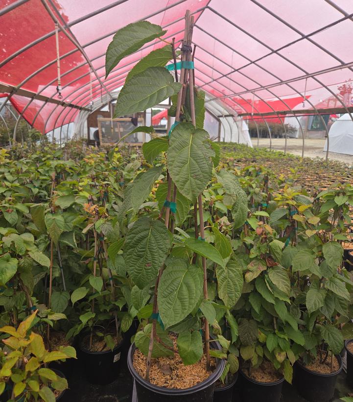 ACTINIDIA KOL. `ARCTIC BEAUTY`-Arctic Kiwi; Variegated Kiwi