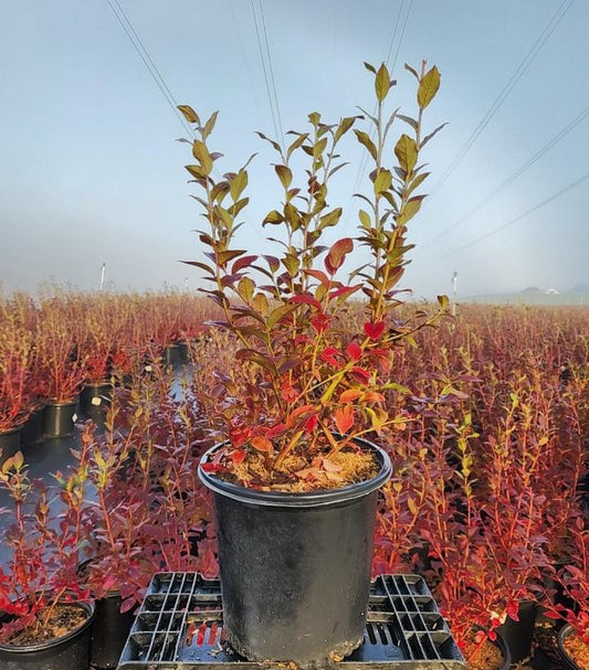 VACCINIUM CORYMBOSUM `BLUECROP`