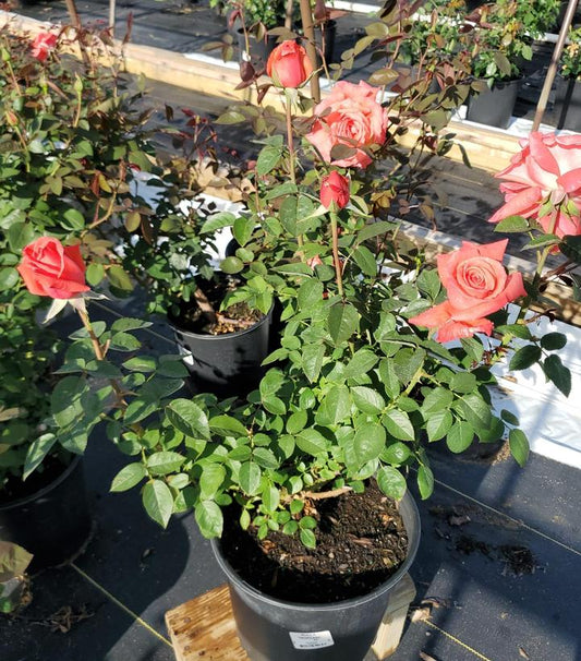 ROSA X `TROPICANA`