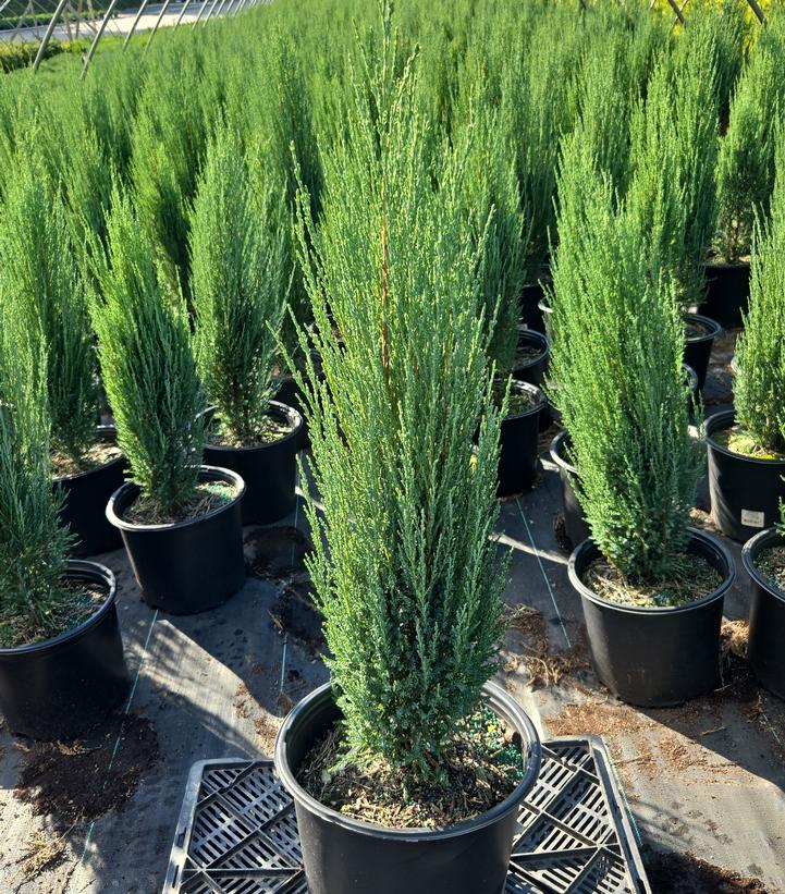 JUNIPERUS VIRGINIANA `BLUE ARROW`-Eastern Red Cedar
