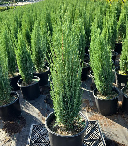 JUNIPERUS VIRGINIANA `BLUE ARROW`-Eastern Red Cedar