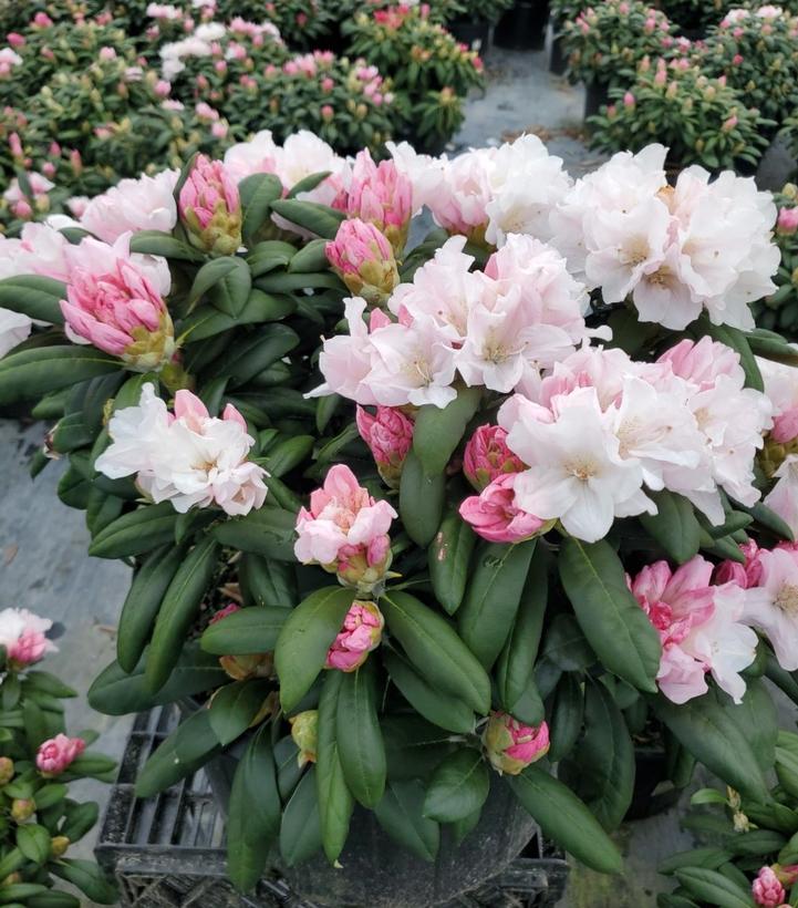 RHODODENDRON YAK. `PRINCESS`