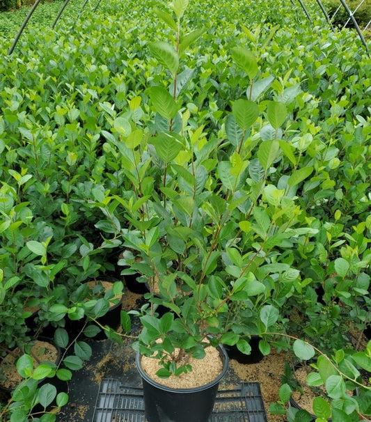 ARONIA MELANOCARPA `VIKING`