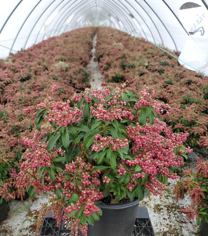 PIERIS JAPONICA `PASSION`