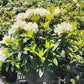 RHODODENDRON C. `CHIONOIDES`