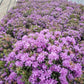 RHODODENDRON X `PURPLE GEM`