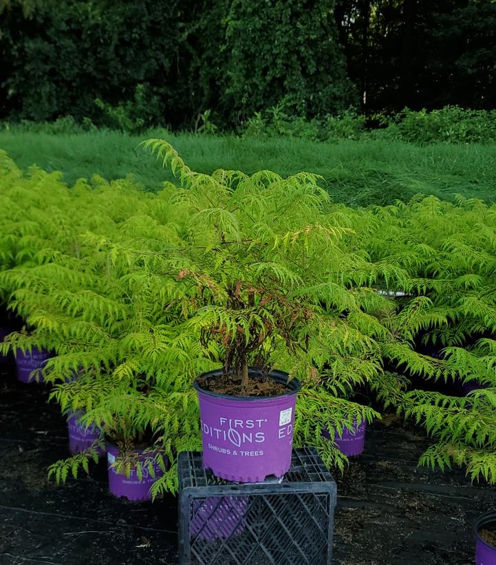 RHUS TYPHINA `TIGER EYES`