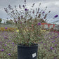 BUDDLEIA DAVIDII `NANHO BLUE`