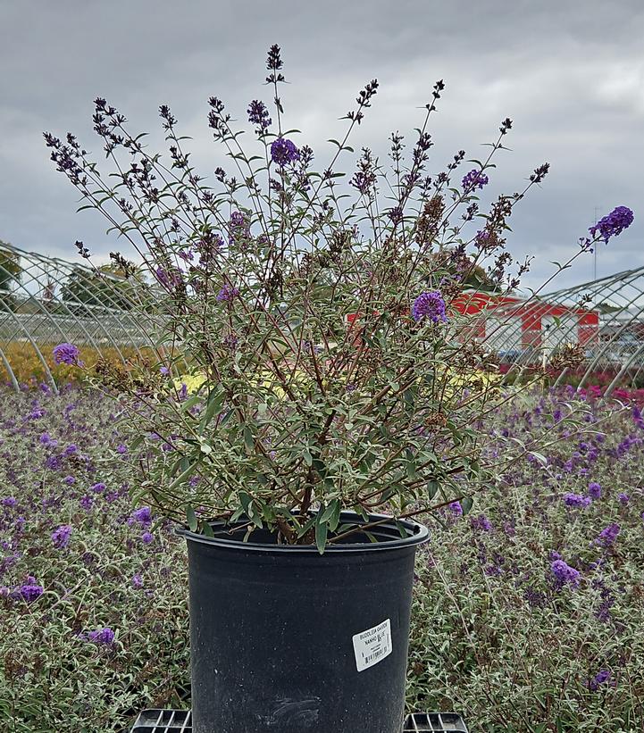 BUDDLEIA DAVIDII `NANHO BLUE`