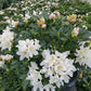 RHODODENDRON C. `CUNNINGHAM`S WHITE`