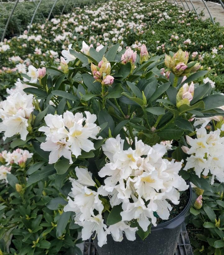 RHODODENDRON C. `CUNNINGHAM`S WHITE`