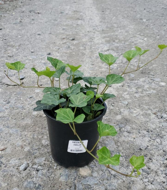 HEDERA HELIX