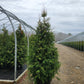 THUJA X `GREEN GIANT`