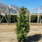 THUJA X `GREEN GIANT`