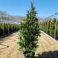 THUJA X `GREEN GIANT`