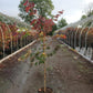 CERCIS CANADENSIS `FOREST PANSY`
