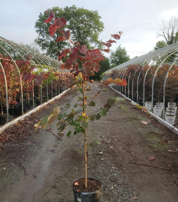 CERCIS CANADENSIS `FOREST PANSY`