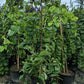 CERCIS CANADENSIS `VANILLA TWIST`