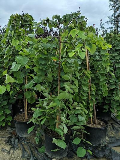 CERCIS CANADENSIS `VANILLA TWIST`