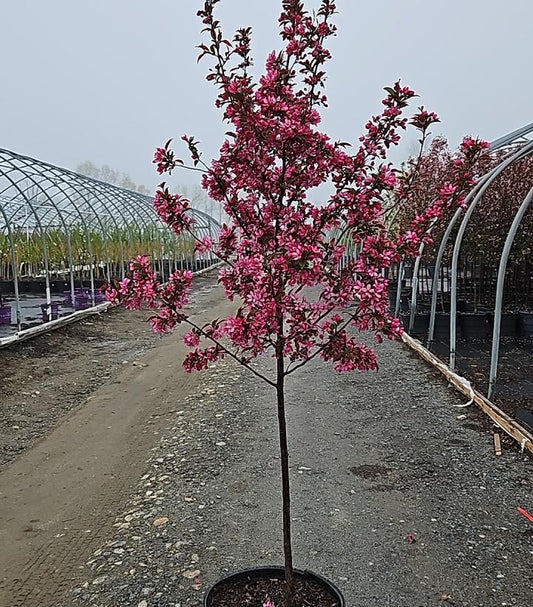 MALUS X `ROYAL RAINDROPS`