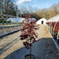 PLATANUS X ACERIFOLIA `BLOODGOOD`