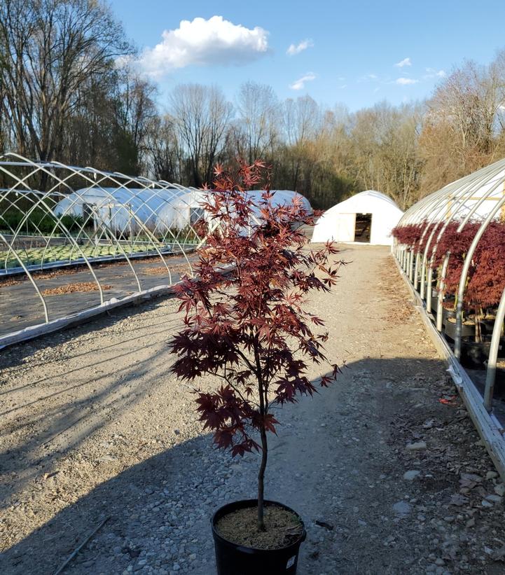 PLATANUS X ACERIFOLIA `BLOODGOOD`