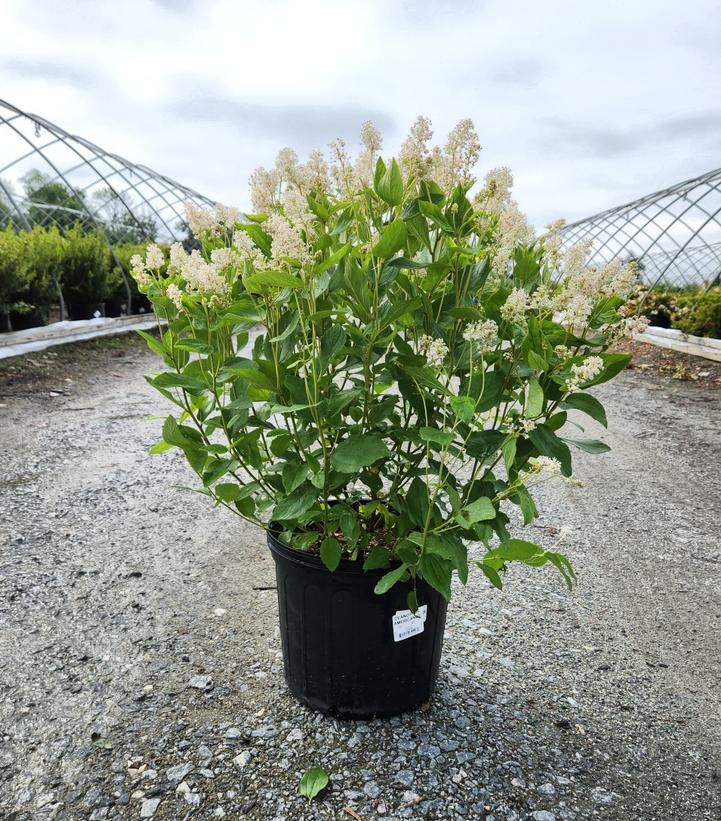 CEANOTHUS AMERICANUS