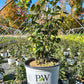 ILEX VERTICILLATA `BERRY HEAVY GOLD`