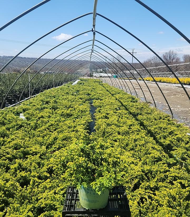 JUNIPERUS COMMUNIS `BLUEBERRY DELIGHT`