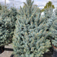 PICEA PUNGENS `BABY BLUE`