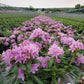 RHODODENDRON CAT. `ENGLISH ROSEUM`