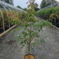 CORNUS FLORIDA `CHEROKEE BRAVE`