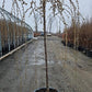 PRUNUS X `SNOW FOUNTAIN`-Flowering Cherry