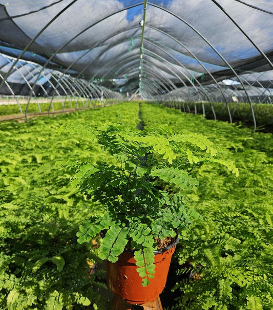 ADIANTUM PEDATUM - MAIDENHAIR FERN-Maidenhair Fern