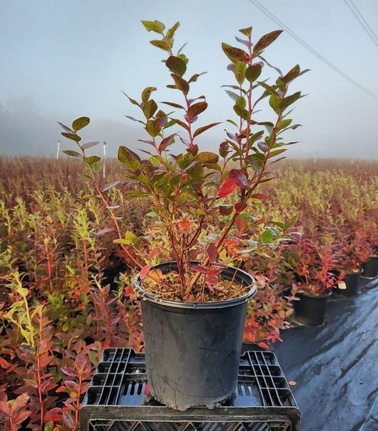 VACCINIUM CORYMBOSUM `DUKE`