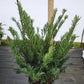 CEPHALOTAXUS HARRING. `DUKE GARDENS`