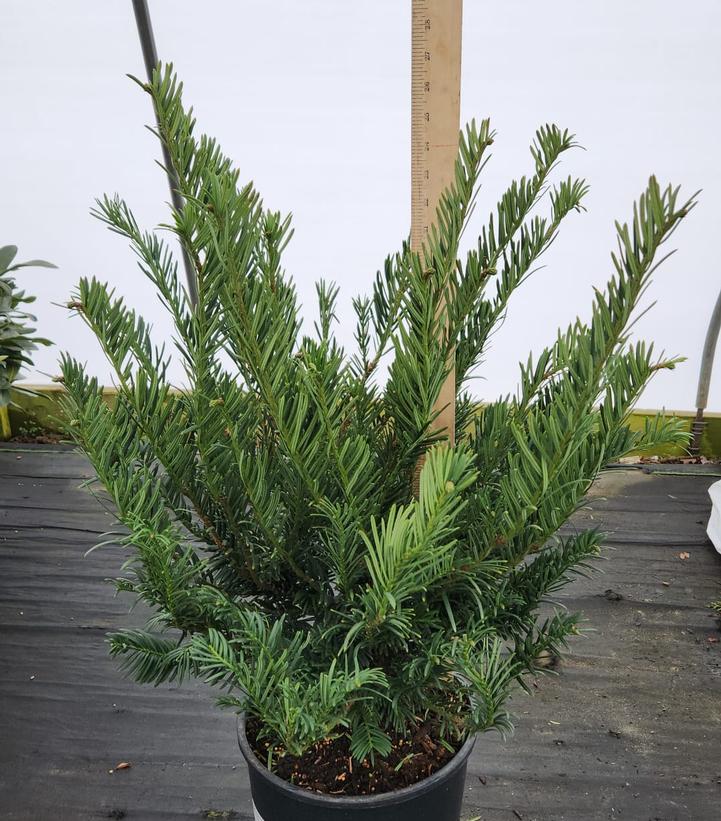 CEPHALOTAXUS HARRING. `DUKE GARDENS`