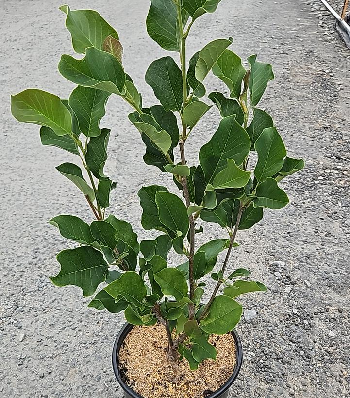 MAGNOLIA X `MARCH `TIL FROST`-Magnolia