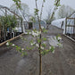 MALUS `GINGER GOLD` (APPLE)