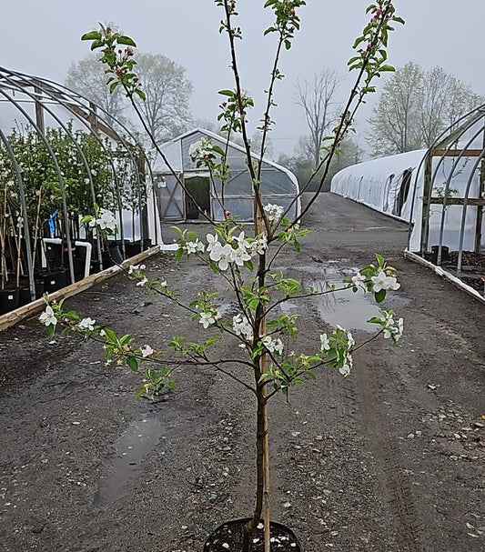 MALUS `GINGER GOLD` (APPLE)