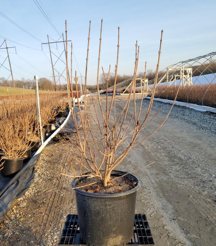 FORSYTHIA X `MEADOWLARK`