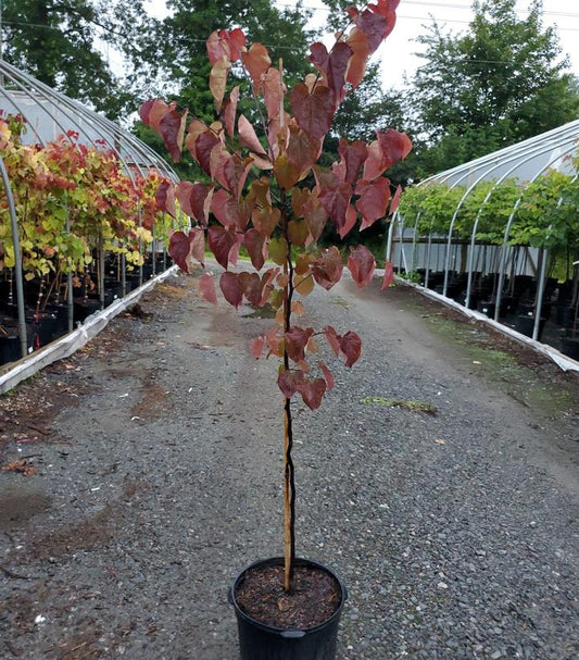 CERCIS CANADENSIS `RUBY FALLS`