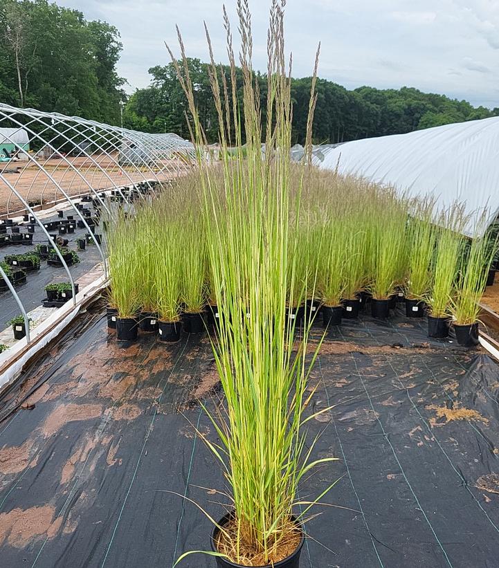 CALAMAGROSTIS ACUT. `AVALANCHE`