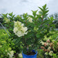 HYDRANGEA PAN. `FLARE`