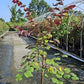 CERCIS CANADENSIS `BLACK PEARL`