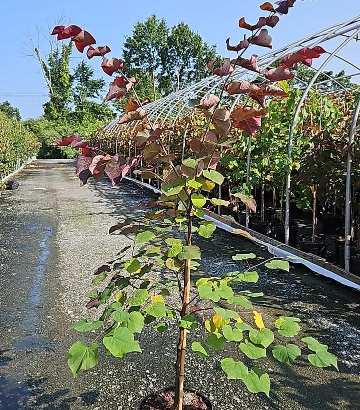 CERCIS CANADENSIS `BLACK PEARL`