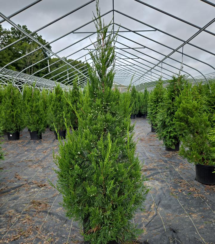 JUNIPERUS CHINENSIS `HETZII COLUMNARIS`-Chinese Juniper