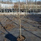 PRUNUS X `RELIANCE` PEACH